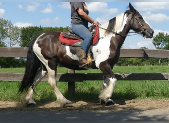 Gypsy Horse Mix, Mare, 11 years, 15,2 hh, Pinto