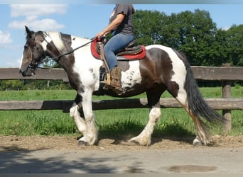 Gypsy Horse Mix, Mare, 11 years, 15,2 hh, Pinto