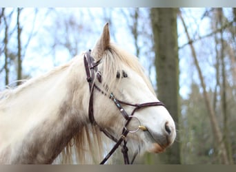 Gypsy Horse Mix, Mare, 11 years, 16.1 hh, White