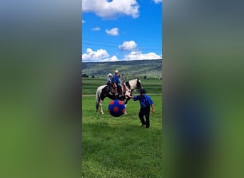 Gypsy Horse Mix, Mare, 11 years, 16.3 hh, Pinto