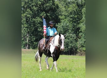 Gypsy Horse Mix, Mare, 11 years, 16.3 hh, Pinto