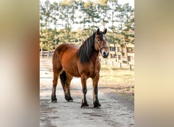 Gypsy Horse, Mare, 11 years, Bay