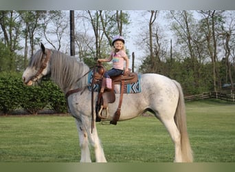 Gypsy Horse, Mare, 11 years, Sabino