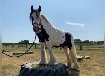Gypsy Horse, Mare, 12 years, 12.3 hh, Pinto