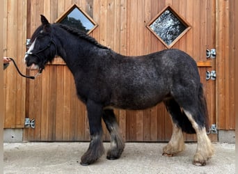 Gypsy Horse, Mare, 12 years, 13.2 hh, Roan-Blue