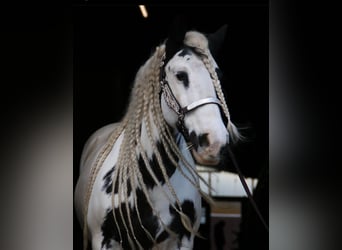 Gypsy Horse, Mare, 12 years, 13.3 hh, Pinto