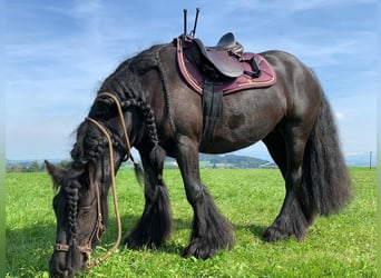 Gypsy Horse, Mare, 12 years, 13.3 hh, Smoky-Black