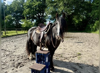 Gypsy Horse, Mare, 12 years, 13,1 hh, Black