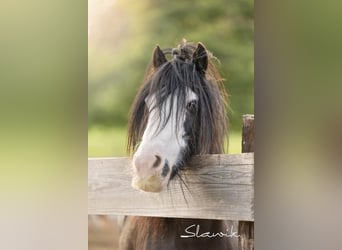 Gypsy Horse, Mare, 12 years, 13,1 hh, Black