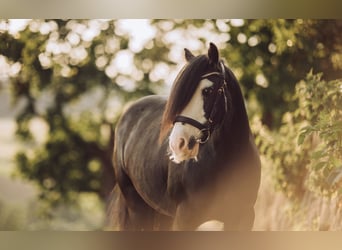 Gypsy Horse, Mare, 12 years, 13,1 hh, Black