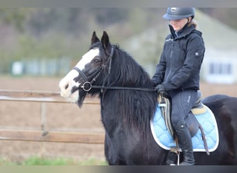 Gypsy Horse, Mare, 12 years, 13,2 hh, Black