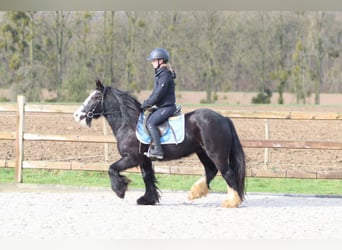 Gypsy Horse, Mare, 12 years, 13,3 hh, Black