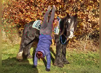 Gypsy Horse, Mare, 12 years, 14.1 hh, Black