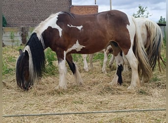 Gypsy Horse, Mare, 12 years, 14.2 hh, Tobiano-all-colors