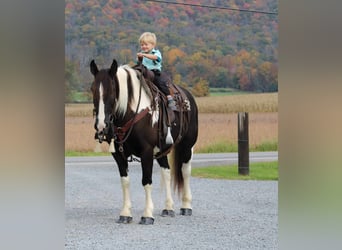 Gypsy Horse Mix, Mare, 12 years, 14.3 hh, Pinto