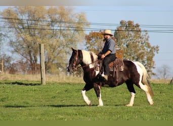 Gypsy Horse Mix, Mare, 12 years, 14.3 hh, Pinto