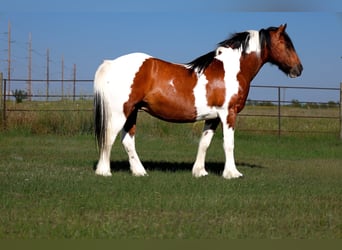 Gypsy Horse Mix, Mare, 12 years, 14 hh, Pinto