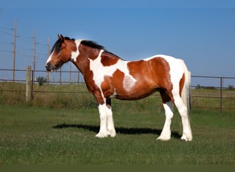 Gypsy Horse Mix, Mare, 12 years, 14 hh, Pinto
