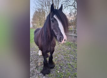 Gypsy Horse, Mare, 12 years, 14,1 hh, Black