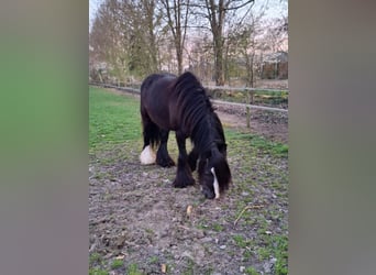 Gypsy Horse, Mare, 12 years, 14,1 hh, Black