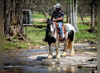 Gypsy Horse, Mare, 12 years, 14,1 hh, Tobiano-all-colors