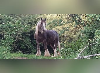 Gypsy Horse, Mare, 12 years, 15,1 hh