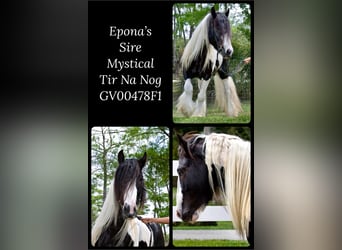 Gypsy Horse, Mare, 12 years, 15.2 hh, Leopard-Piebald