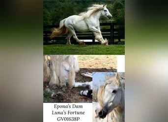 Gypsy Horse, Mare, 12 years, 15.2 hh, Leopard-Piebald