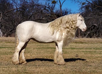 Gypsy Horse, Mare, 12 years, 15 hh, Cremello