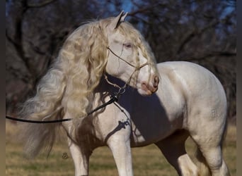 Gypsy Horse, Mare, 12 years, 15 hh, Cremello