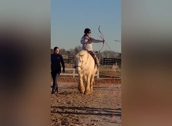 Gypsy Horse, Mare, 12 years, 15 hh, Cremello