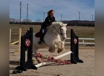 Gypsy Horse, Mare, 12 years, 15 hh, Cremello