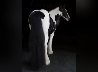 Gypsy Horse, Mare, 12 years, Tobiano-all-colors