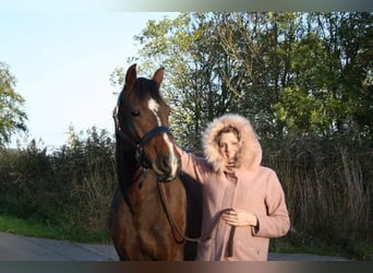 Gypsy Horse, Mare, 13 years, 12,2 hh, Pinto