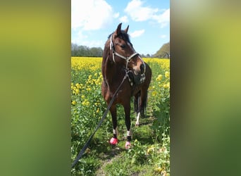 Gypsy Horse, Mare, 13 years, 12,2 hh, Pinto