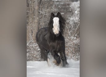 Gypsy Horse, Mare, 13 years, 12,2 hh, Black