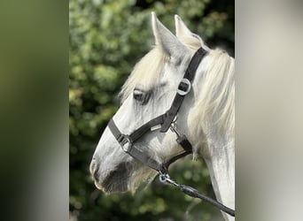 Gypsy Horse, Mare, 13 years, 13.2 hh, Gray