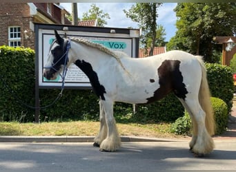 Gypsy Horse, Mare, 13 years, 13 hh, Pinto