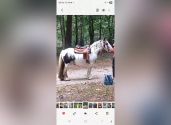 Gypsy Horse, Mare, 13 years, 13,2 hh, Pinto