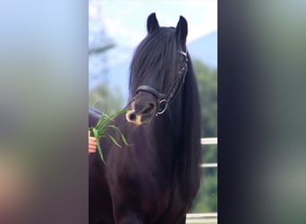 Gypsy Horse, Mare, 13 years, 13,3 hh, Black