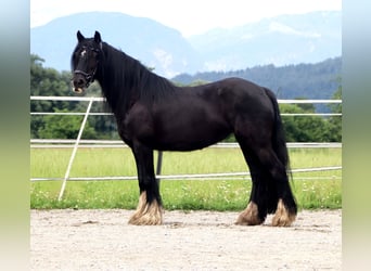 Gypsy Horse, Mare, 13 years, 13,3 hh, Black