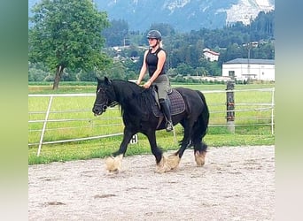 Gypsy Horse, Mare, 13 years, 13,3 hh, Black