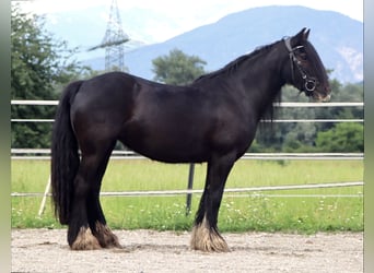 Gypsy Horse, Mare, 13 years, 13,3 hh, Black