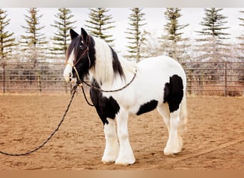 Gypsy Horse, Mare, 13 years, 14.1 hh, Pinto
