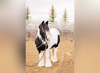 Gypsy Horse, Mare, 13 years, 14.1 hh, Pinto