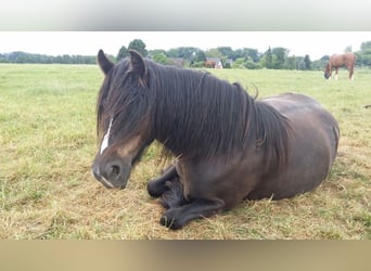 Gypsy Horse, Mare, 13 years, 14,1 hh, Smoky-Black