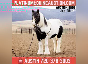 Gypsy Horse, Mare, 13 years, 14.1 hh, Tobiano-all-colors