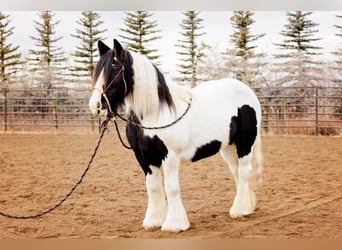 Gypsy Horse, Mare, 13 years, 14.1 hh, Tobiano-all-colors