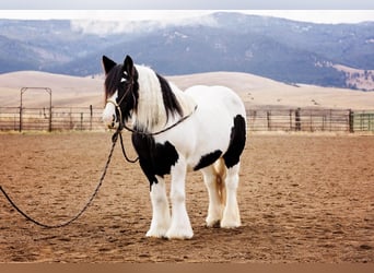 Gypsy Horse, Mare, 13 years, 14.1 hh, Tobiano-all-colors