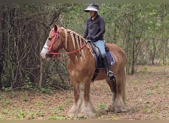 Gypsy Horse, Mare, 13 years, 14.2 hh, Chestnut